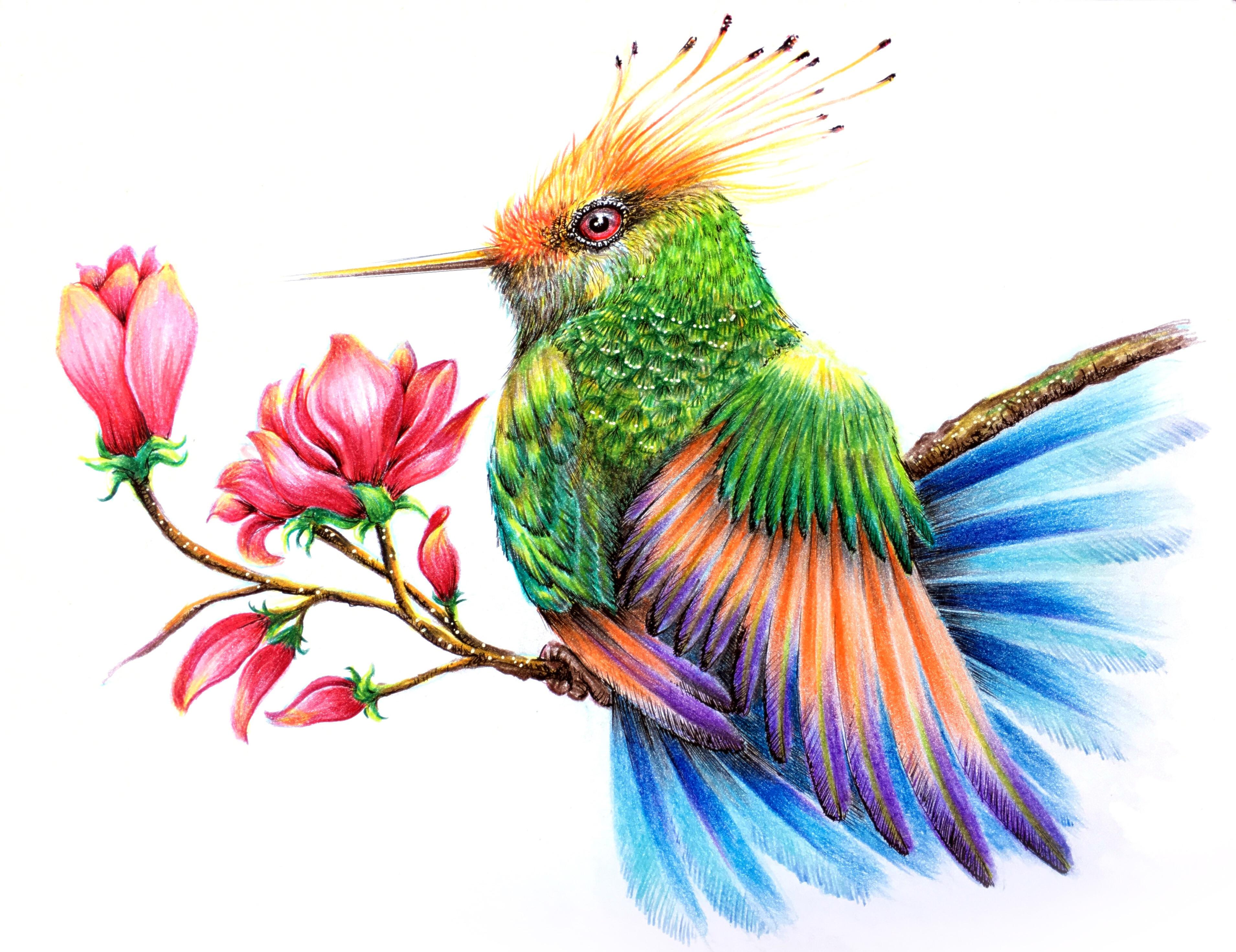 hummingbird drawing colour