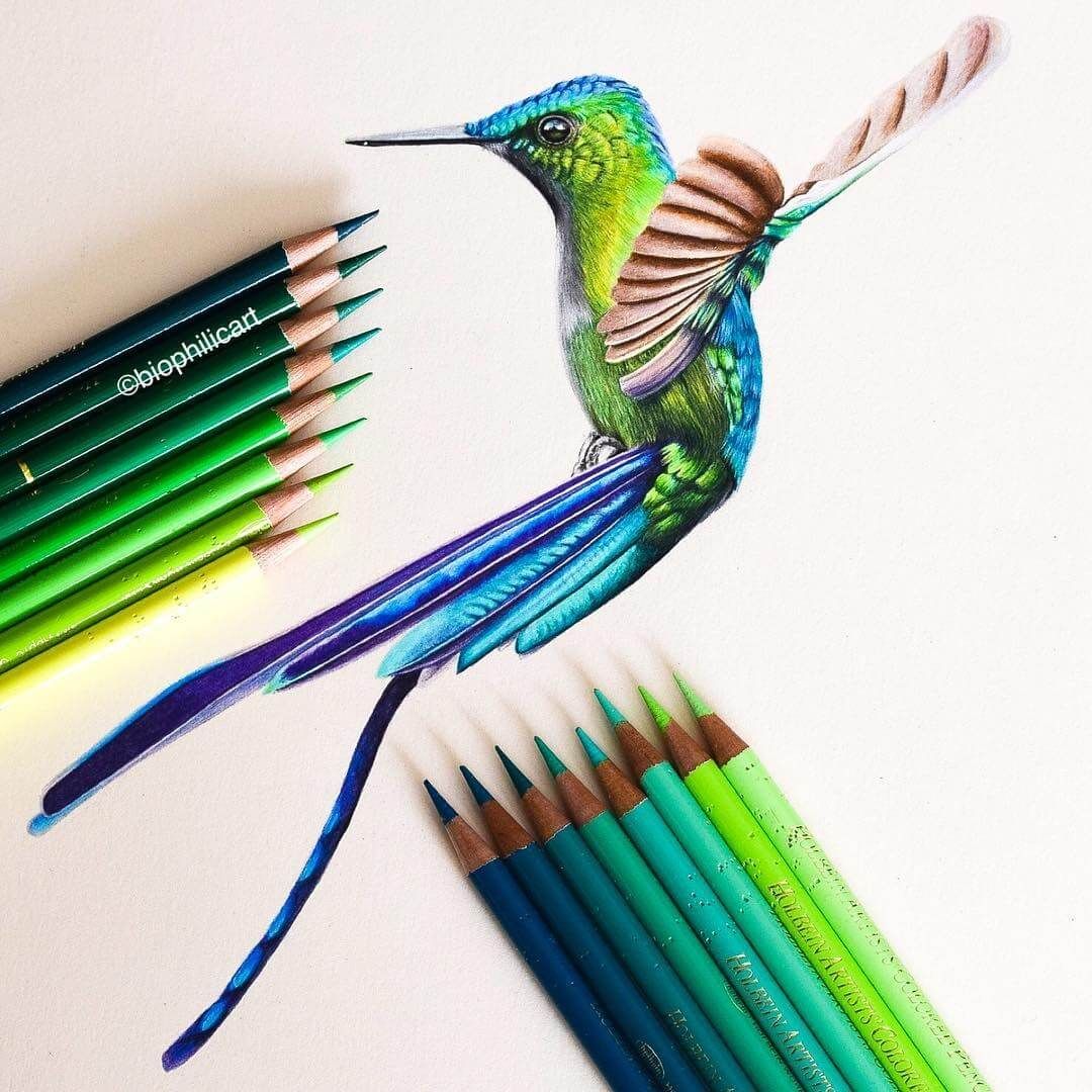 1080x1080 brightly colored animal pencil drawings in pencil