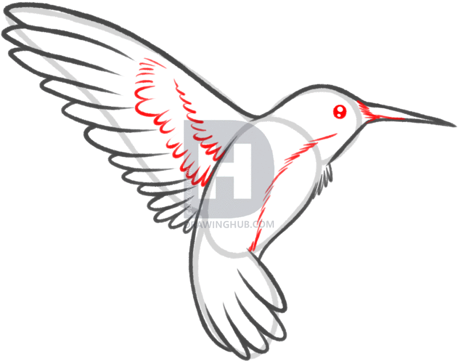 923x720 How To Draw A Hummingbird And Flower, Step
