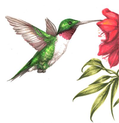 400x413 Hummingbird Drawings Displaying