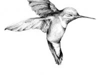 200x150 Hummingbird Drawings Unique Hummingbird And Flower Drawing