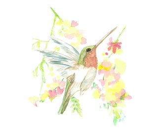 340x270 Hummingbird Ink Art Etsy