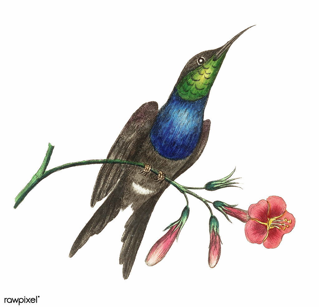 1024x983 The World's Most Recently Posted Photos Of Hummingbird And Sketch