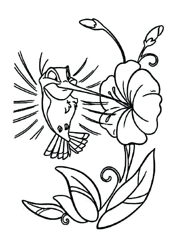 600x770 Hummingbird And Flower Drawing Rajujha