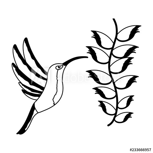 500x500 Hummingbird Bird Heliconia Flower Tropical