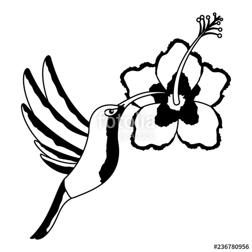 500x500 Hummingbird Flying Hibiscus Flower Stock Image And Royalty Free