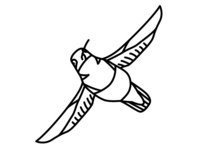 Hummingbird Line Drawing | Free download on ClipArtMag