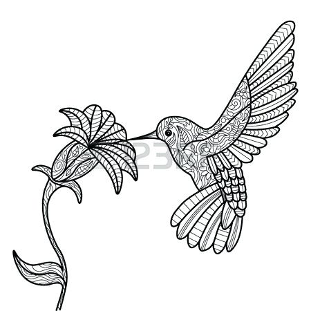 450x450 Hummingbird And Flower Drawing Rajujha
