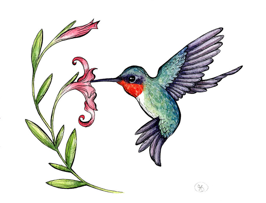 900x687 humming bird clipart