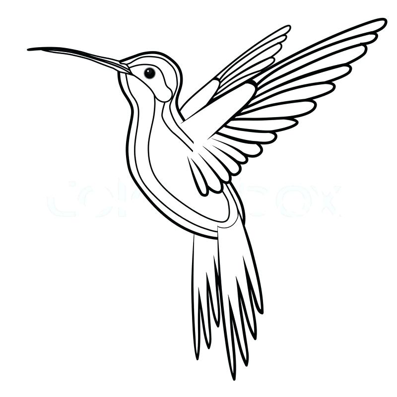 800x800 Hummingbird Clip Art Cute Transparents