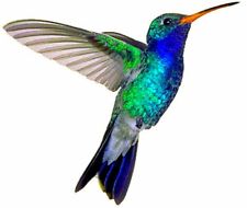 225x190 Hummingbird Tattoo In Temporary Tattoos For Sale Ebay