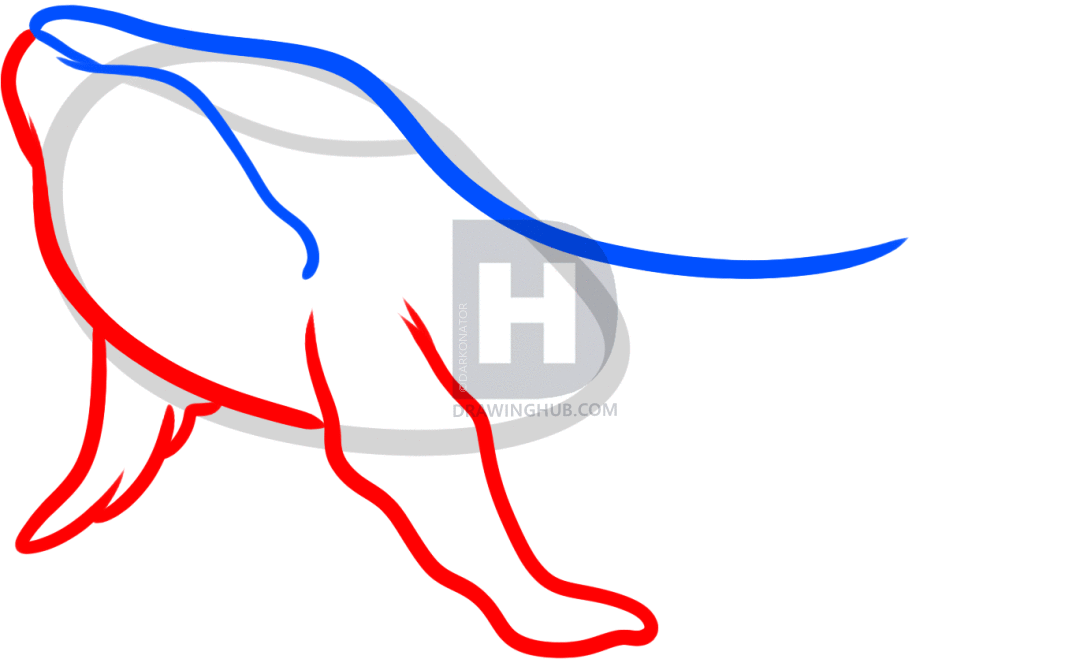 1080x659 how to draw a humpback whale, humpback whale, step