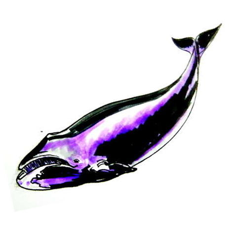 470x470 How To Draw A Humpback Whale