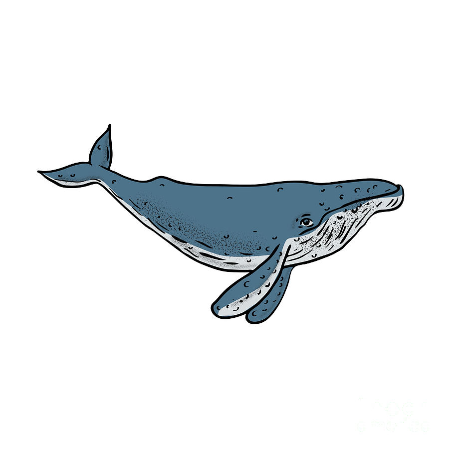 900x900 Humpback Whale Color Drawing Digital Art