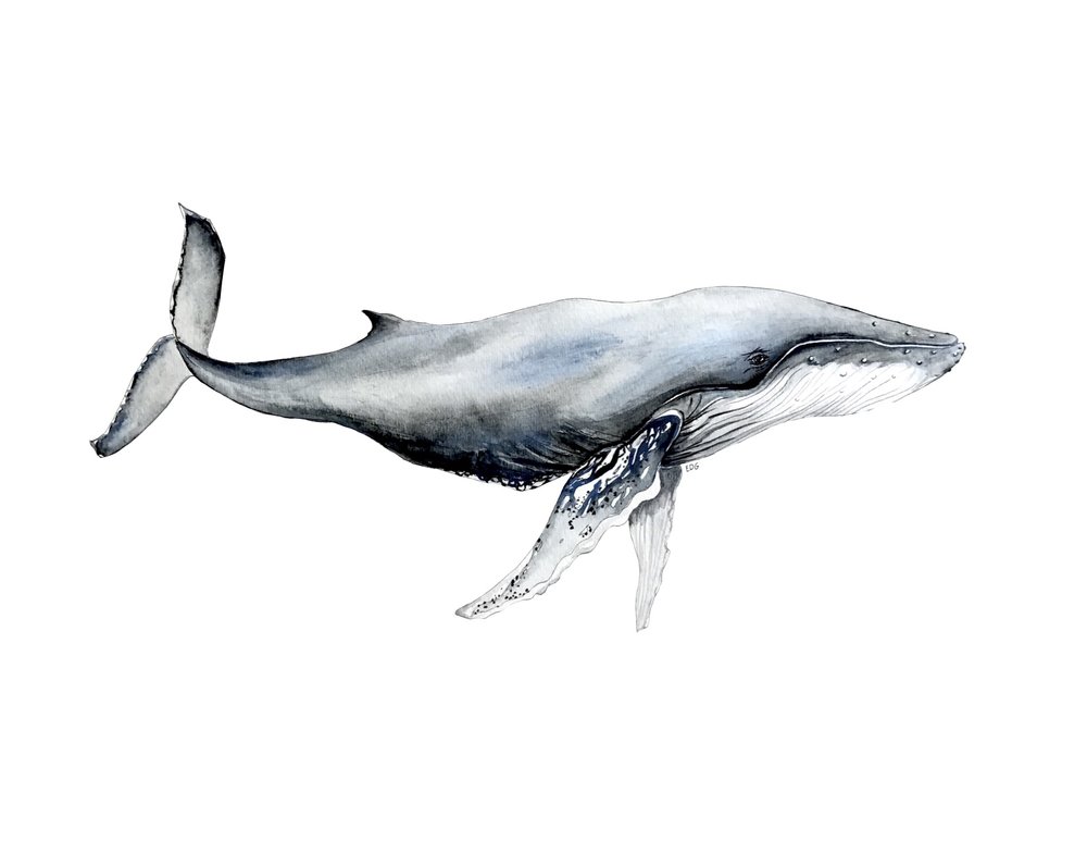 1000x773 Humpback Whale Print Edg Art