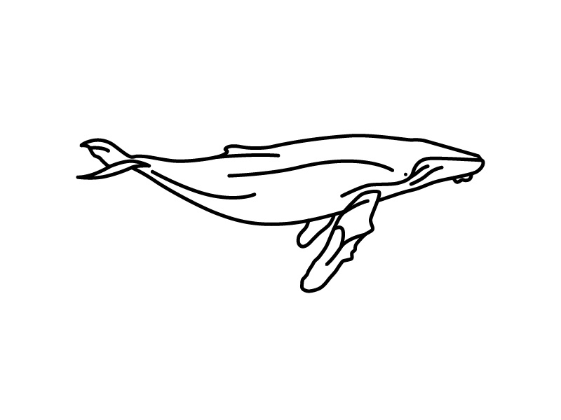 800x600 Humpback Whale