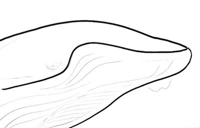 400x257 Humpback Whale Drawing
