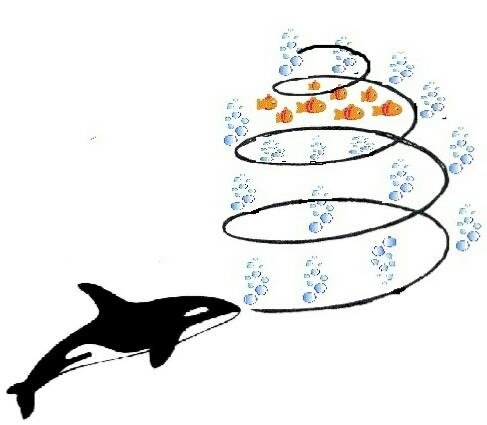 487x425 Humpback Whales Bubble Net Hunting Strategy Download Scientific