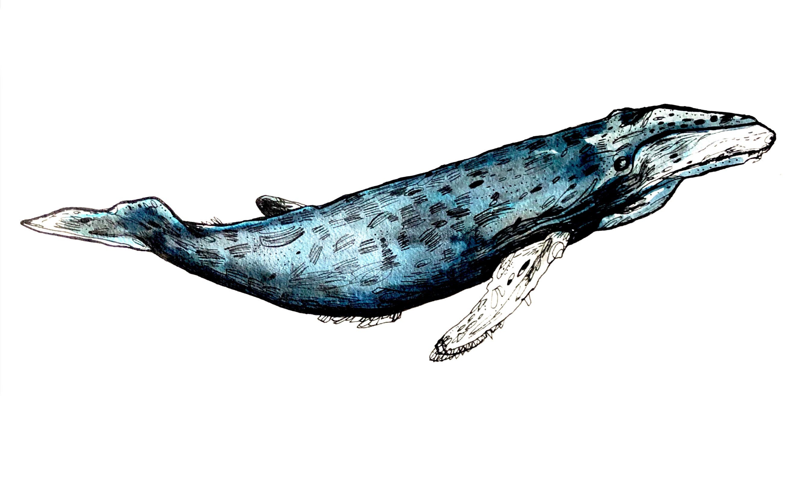 2668x1655 Humpback Whale Original Drawing Etsy
