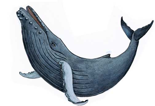 504x344 Whale And Seal Watching