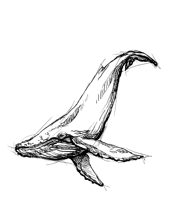 600x753 Humpback Whale Illustration