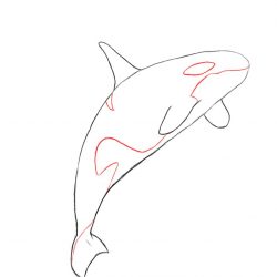 250x250 Easy Cartoon Whale Drawing Of A Cute Humpback Black And White Step