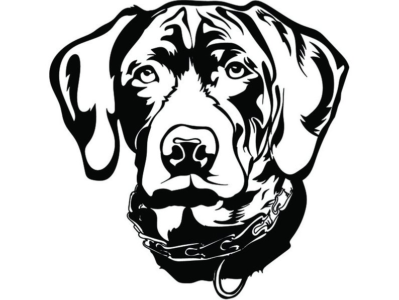 794x597 German Shorthaired Pointer Dog Breed K Pet Animal Hunting Etsy