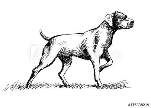 500x360 Hunting Dog