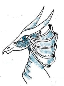 225x300 Hurricane Dragons Random Bits Of Fascination