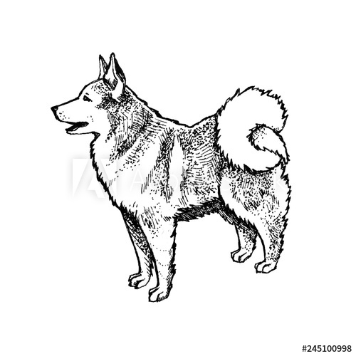 500x500 Husky, Eskimo Dog Or Wolf Full Length Ink Hand Drawn, Handmade