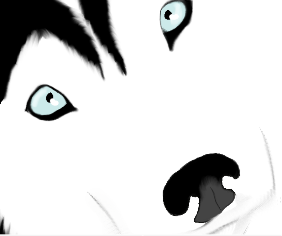 900x753 Husky Clipart Cartoon Drawing