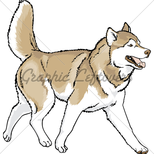 500x500 Running Husky Clipart