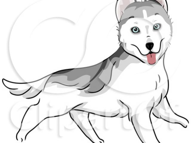 640x480 Siberian Husky Clipart Drawing