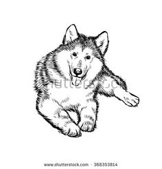 236x246 best husky pup images huskies puppies, husky pups, husky puppy