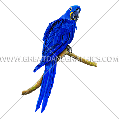 385x385 Collection Of Free Macaw Drawing Hyacinth Download On Ui Ex
