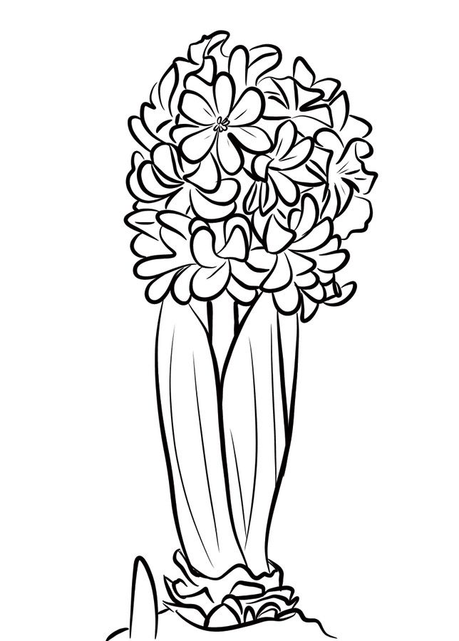 644x900 Coloring Pages Coloring Pages Hyacinth, Printable For Kids