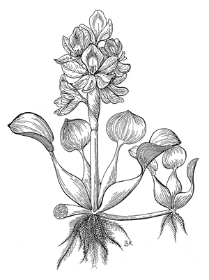 300x402 Controlling Water Hyacinth In Lake Victoria Elaw