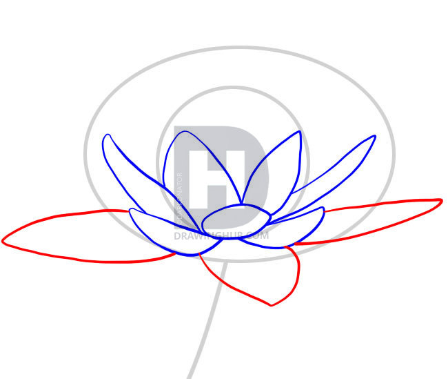 650x549 How To Draw A Water Lily, Step