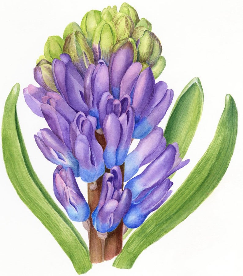 794x901 Hyacinth Painting Contemporary Art Watercolor Flower Etsy
