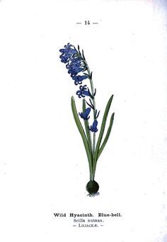 236x342 Image Result For Wild Hyacinth Permanent Botanical Flowers