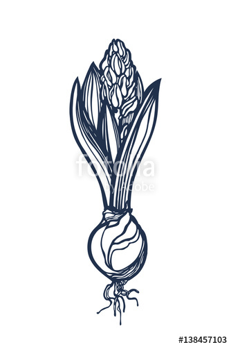 334x500 Spring Flower Hyacinth Blossoming, Gaining Color Bud Bulb