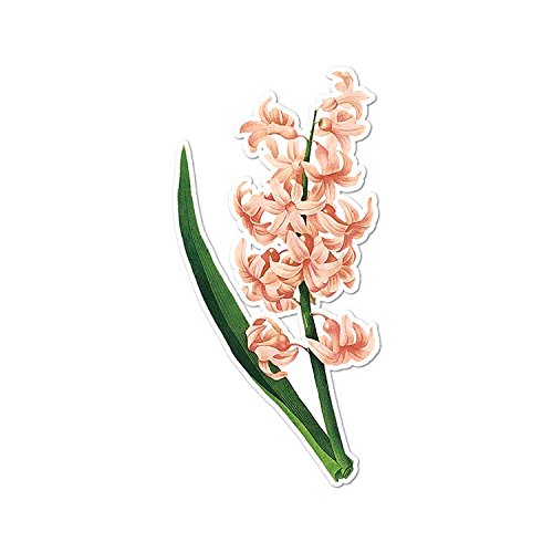 500x500 Pink Garden Hyacinth