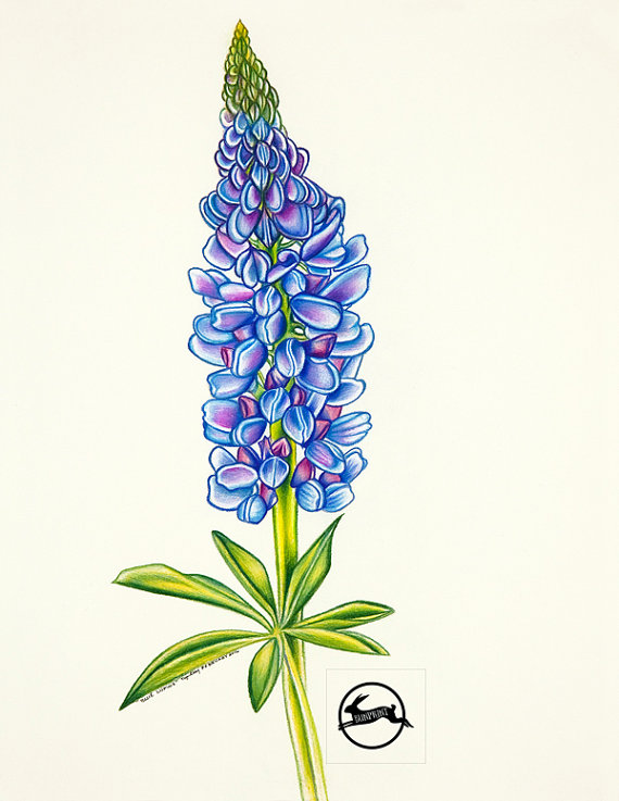 570x737 Blue Lupine