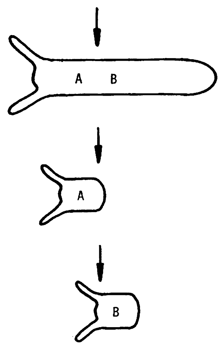 850x1334 de novo pattern formation in hydra regeneration any section cut