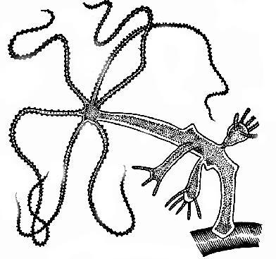 392x367 Hydra Drawing Biology