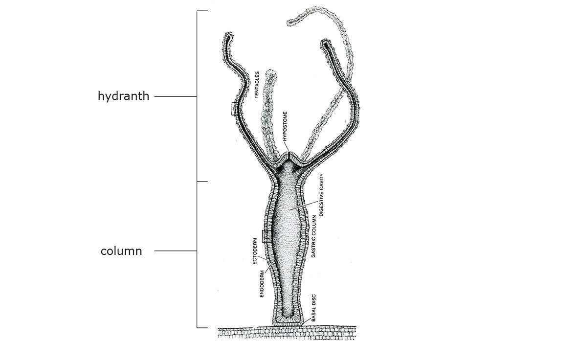 1180x701 Photomicrography Of Hydra