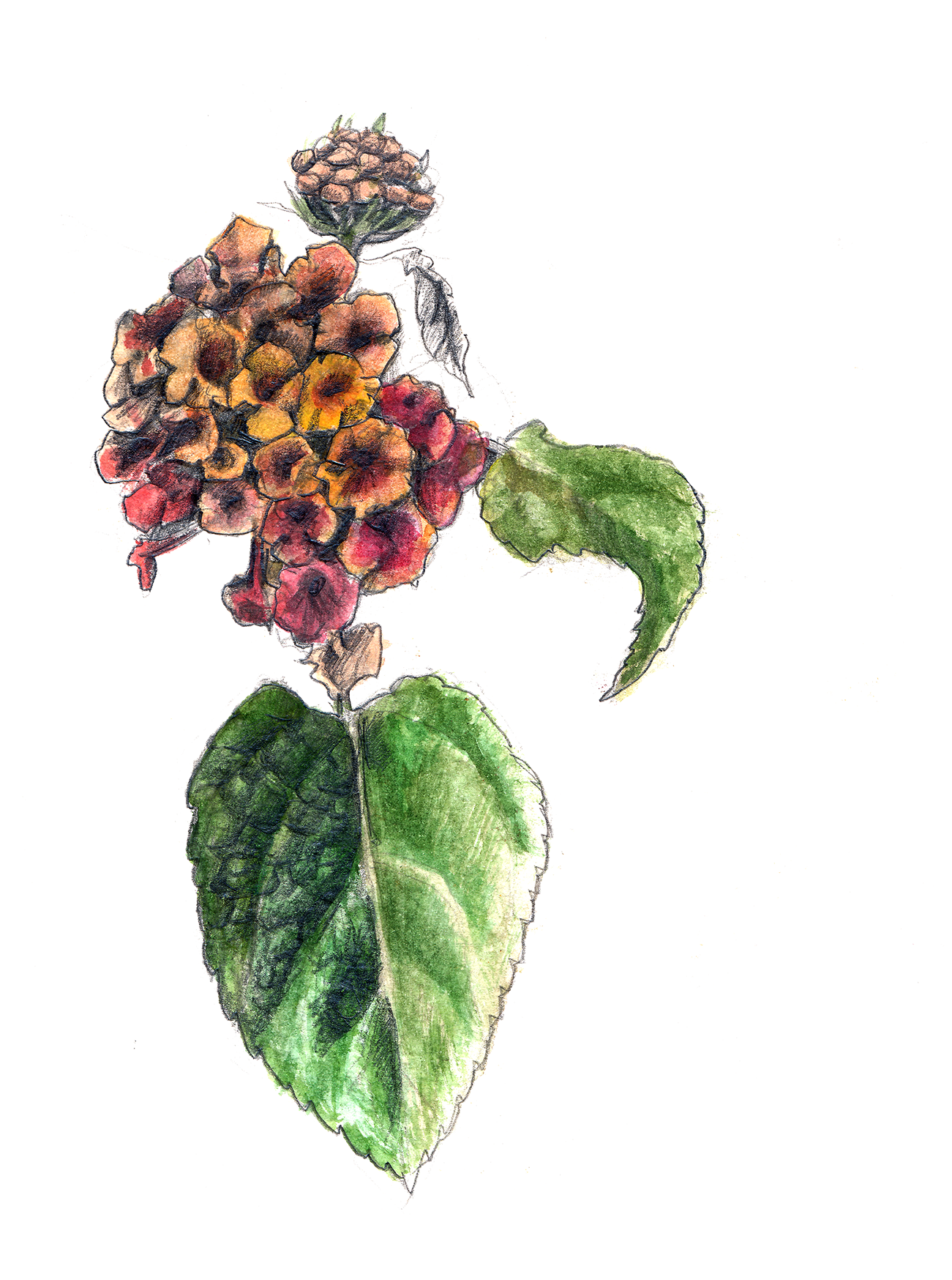 1301x1748 collection of free hydrangea drawing lantana download on ui ex