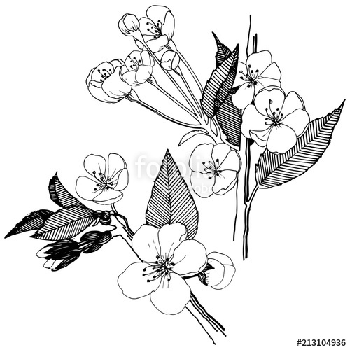 500x500 Flowers Drawing Images With Name