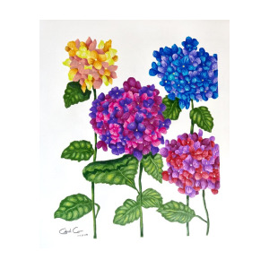 300x300 Hydrangea Drawing