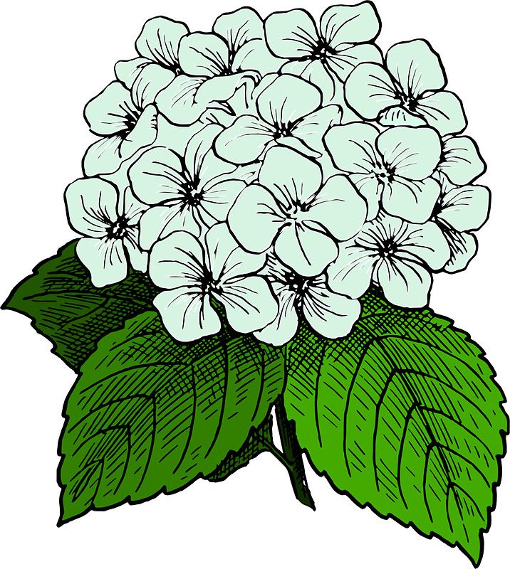 716x800 Hydrangea Flowers Drawing Things I Like Beautiful Flower